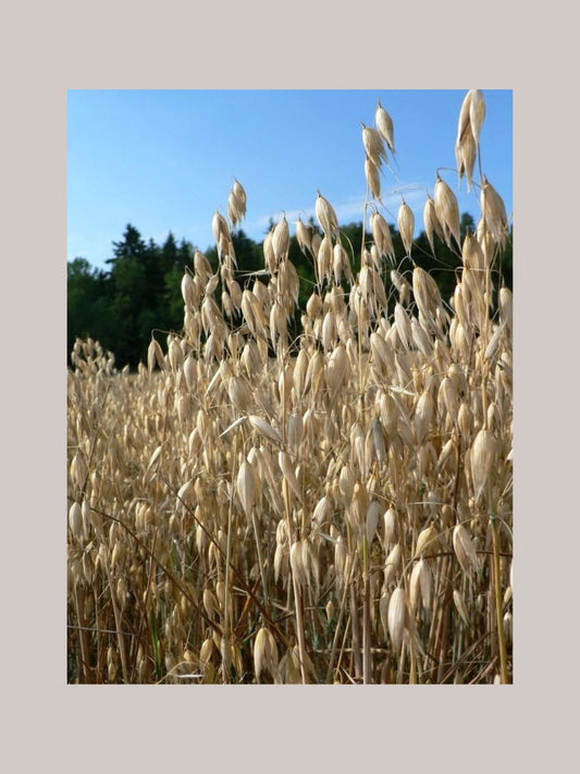 Haferöl: Der sanfte Power-Wirkstoff für gesunde, ausgeglichene Haut